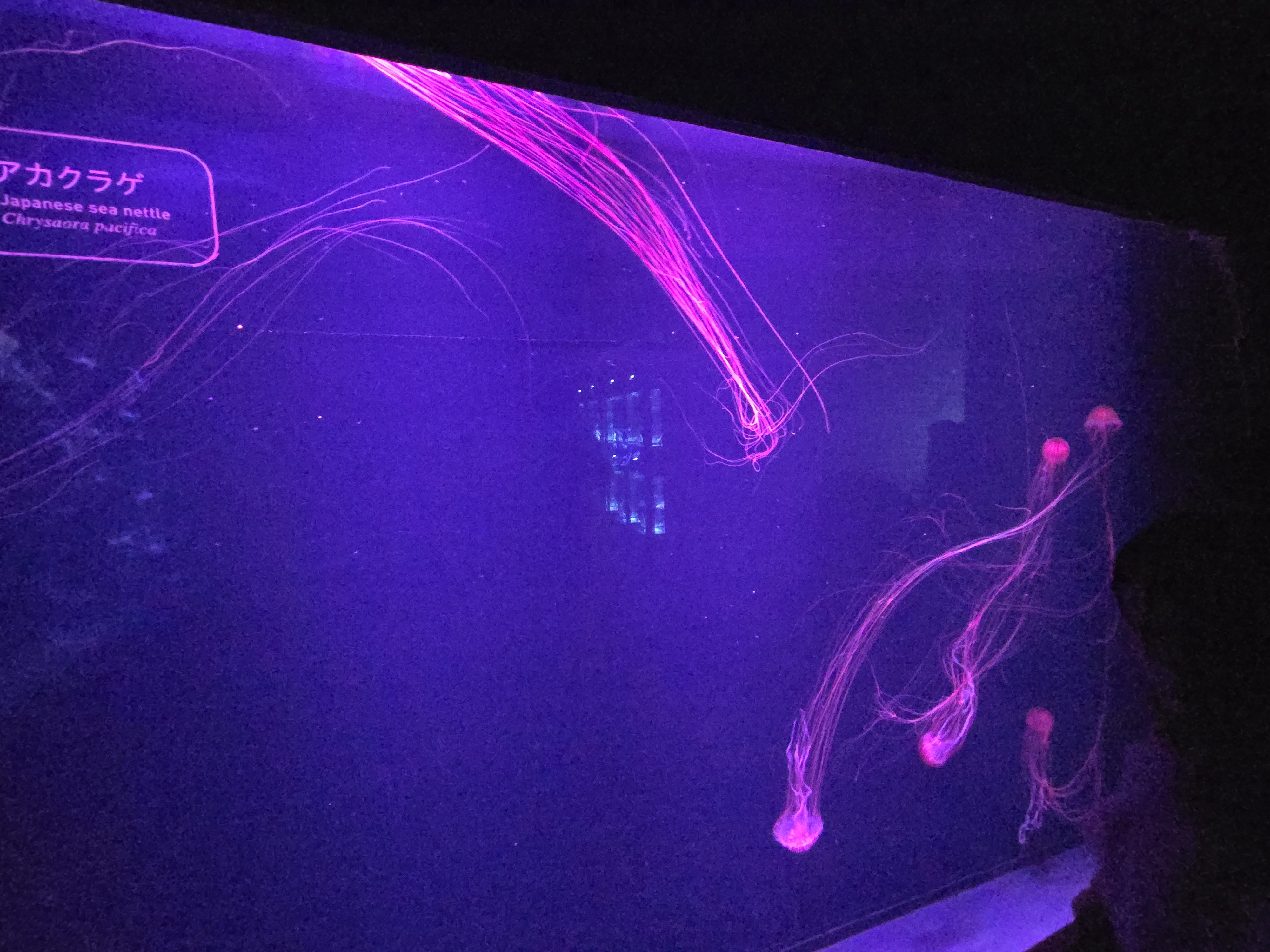 A photo of one of the sea creature exhibits in Sumida Aquarium.