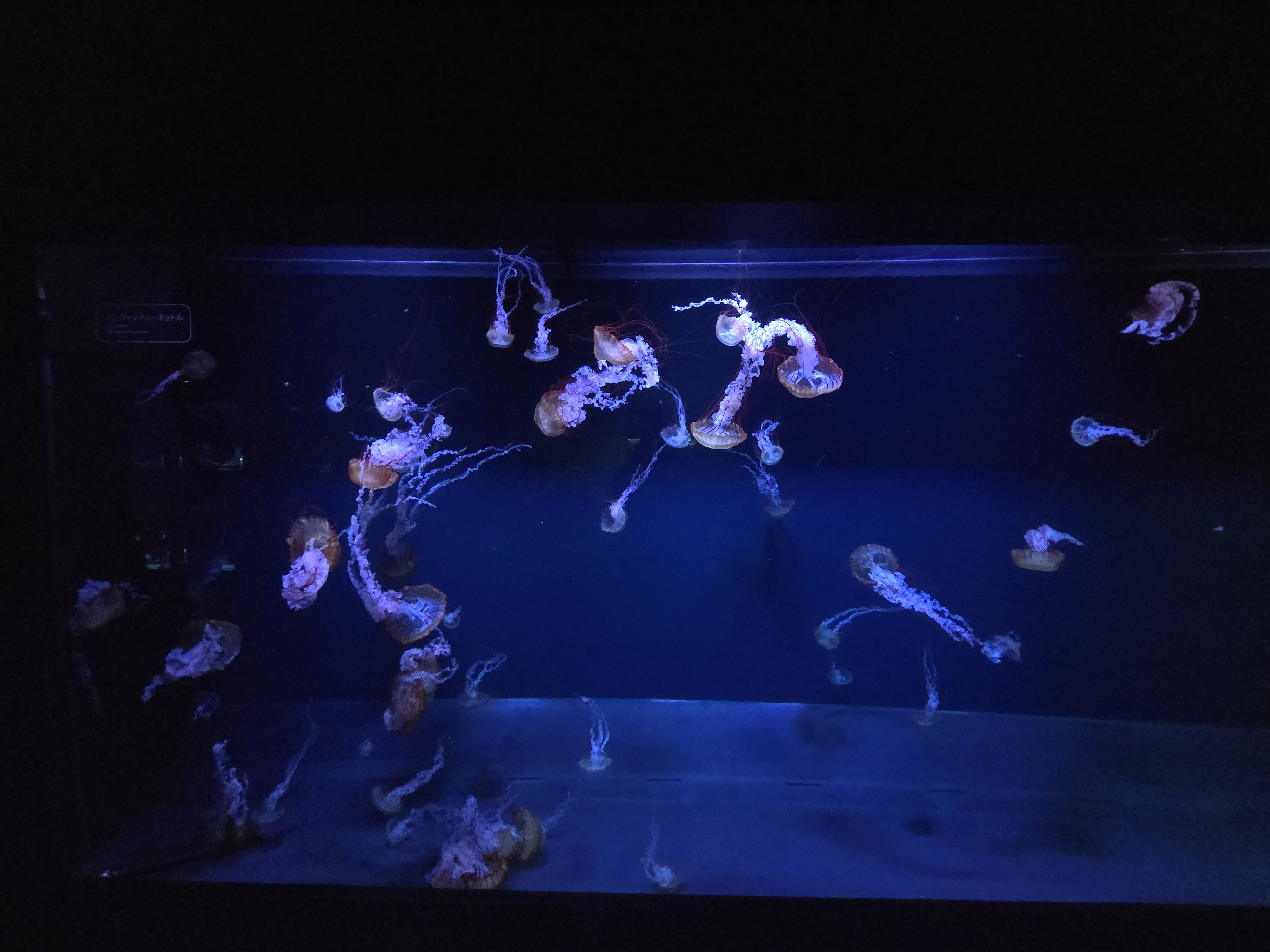 A photo of one of the sea creature exhibits in Sumida Aquarium.