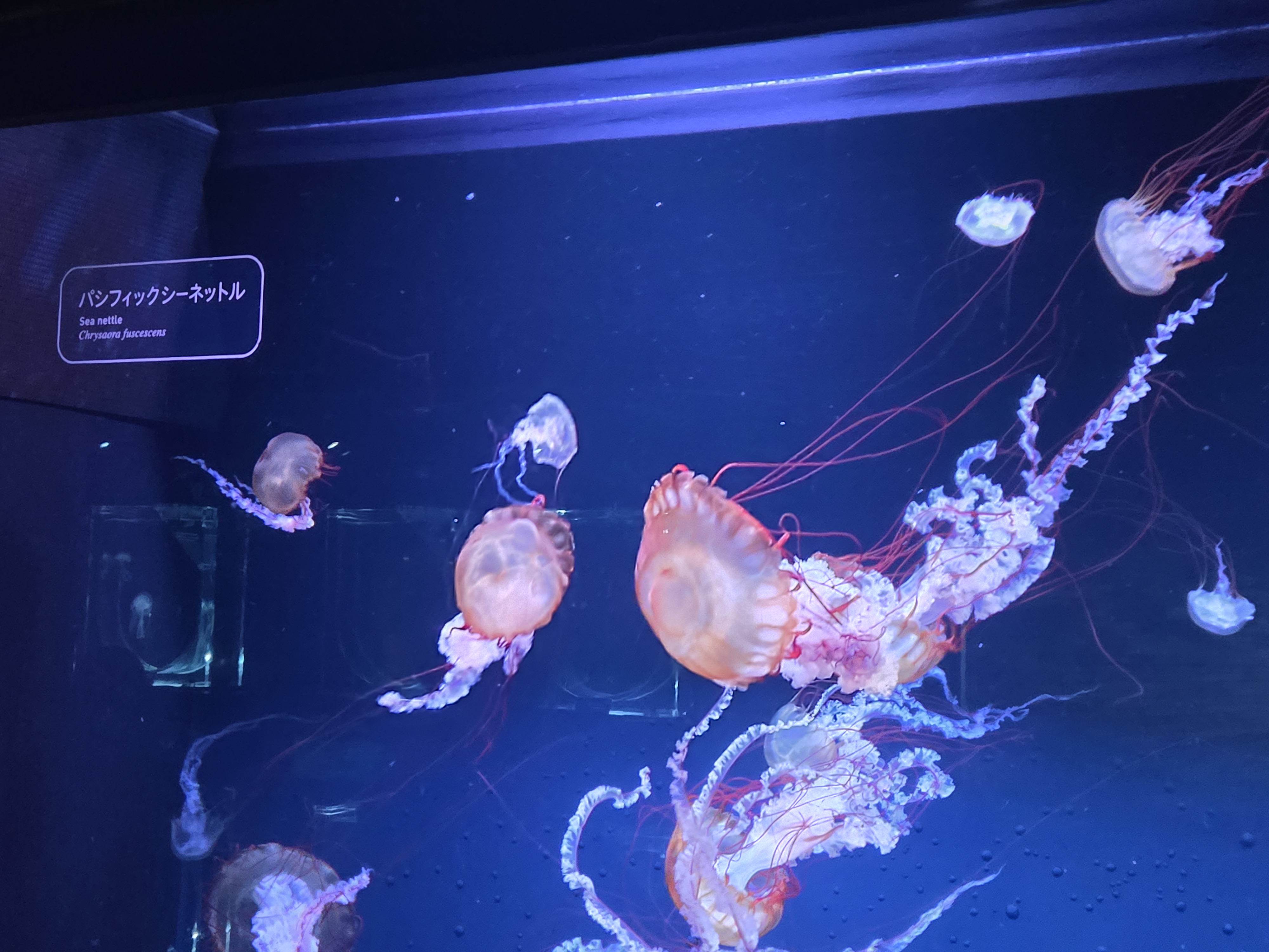 A photo of one of the sea creature exhibits in Sumida Aquarium.
