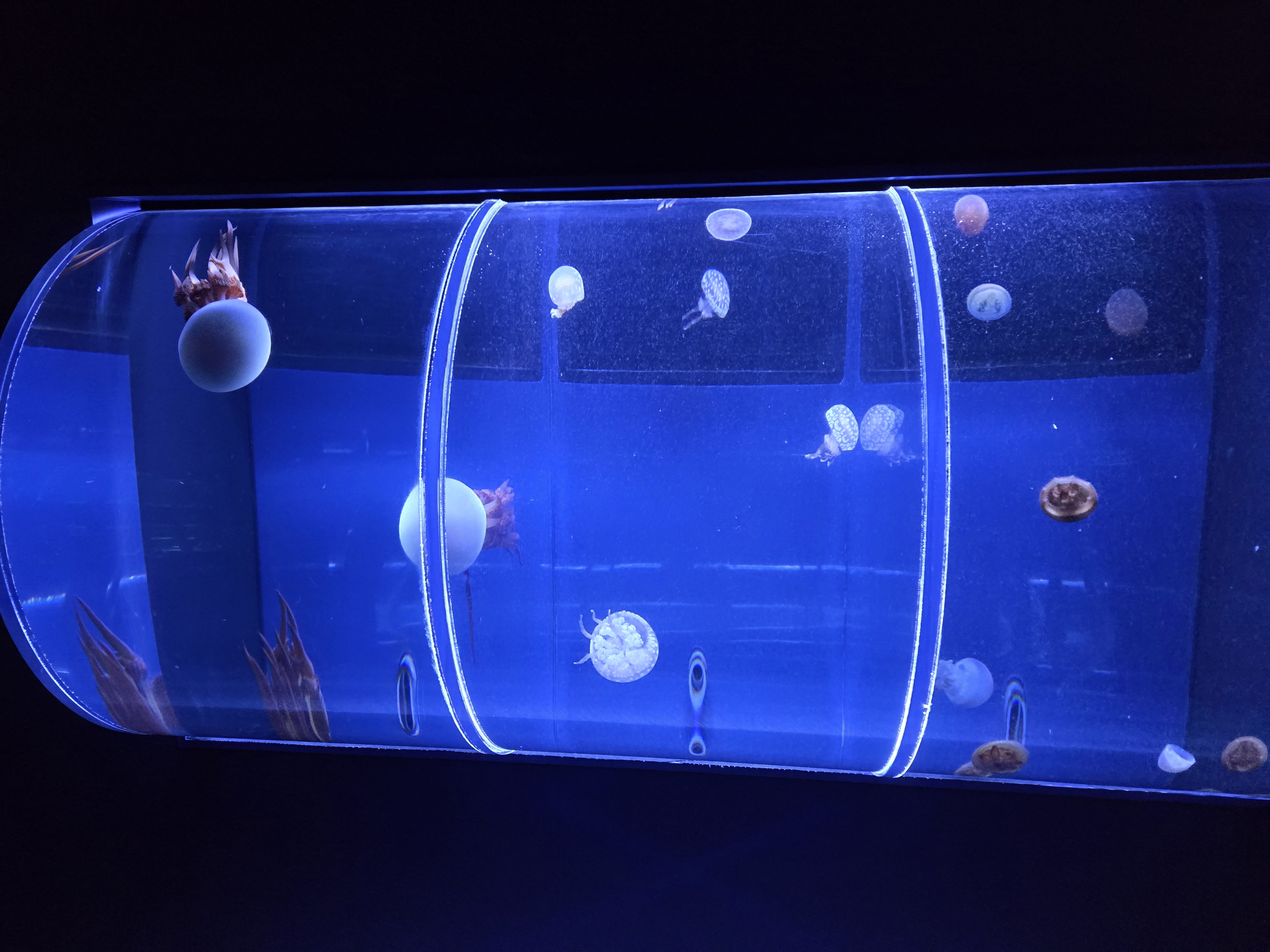A photo of one of the sea creature exhibits in Sumida Aquarium.