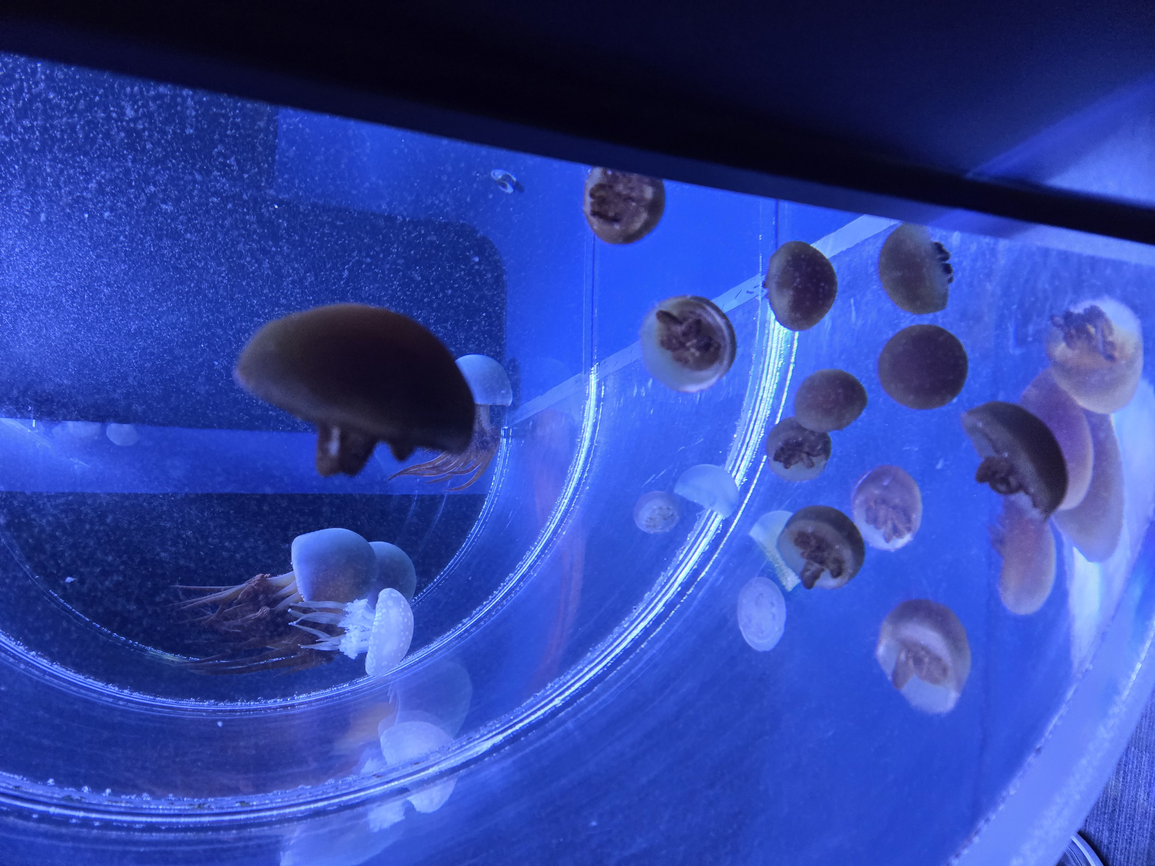 A photo of one of the sea creature exhibits in Sumida Aquarium.