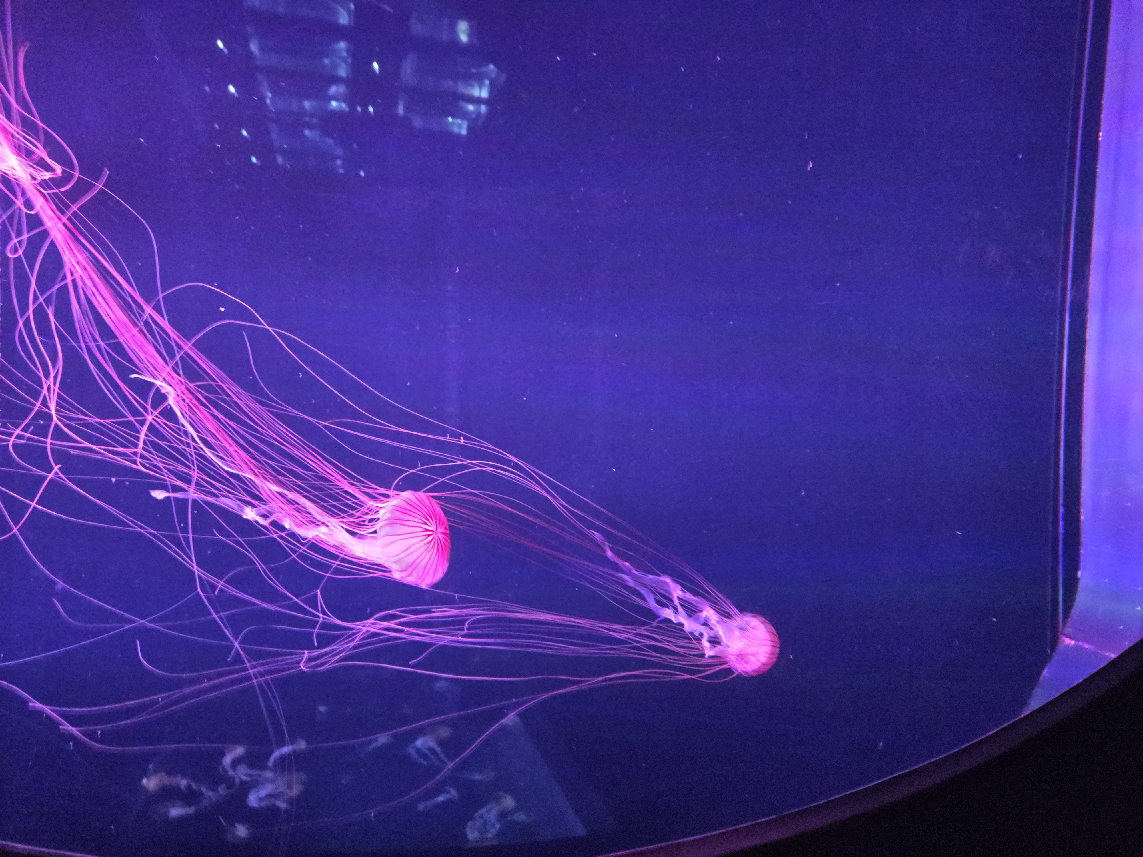 A photo of one of the sea creature exhibits in Sumida Aquarium.