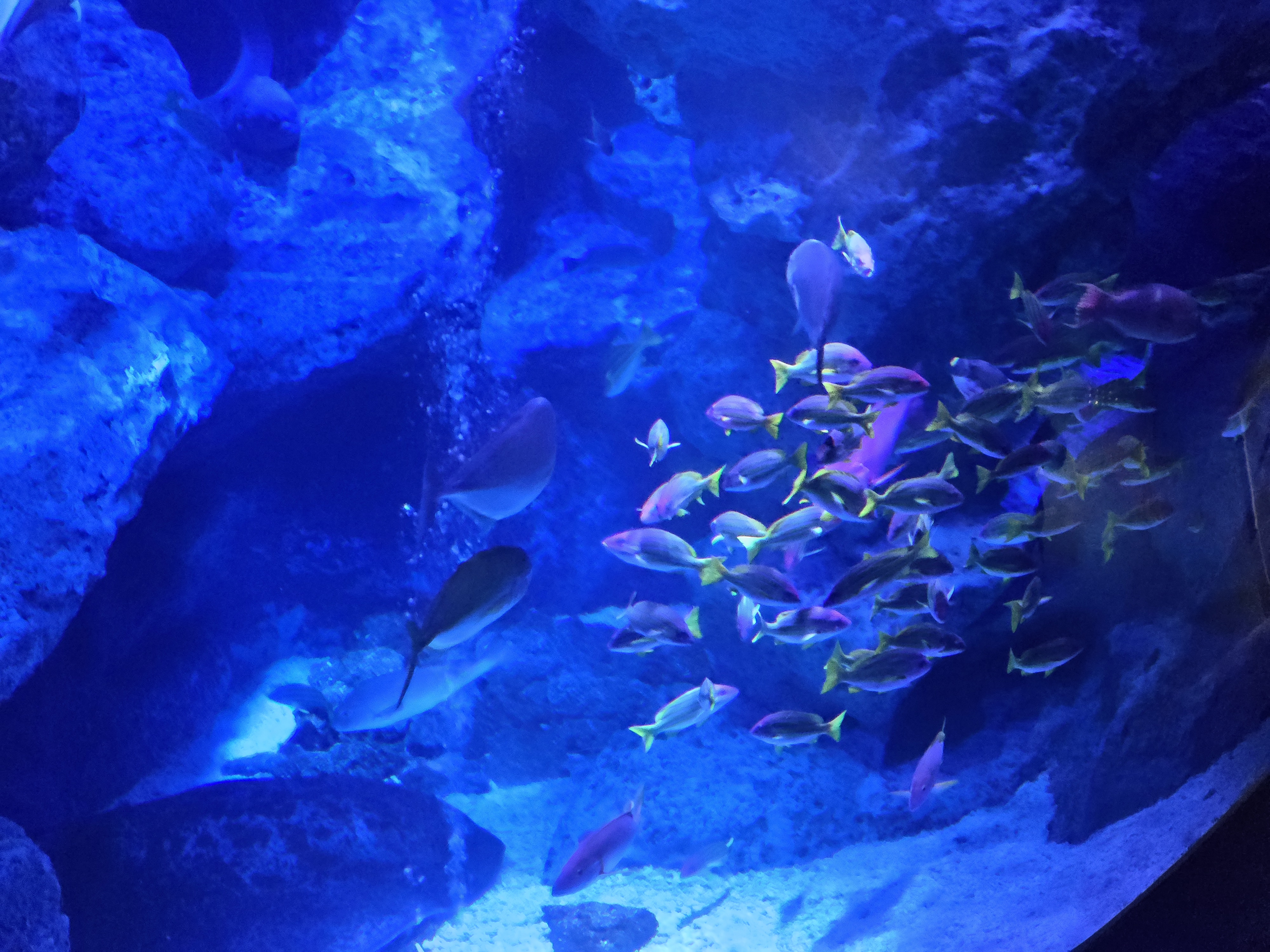 A photo of one of the sea creature exhibits in Sumida Aquarium.