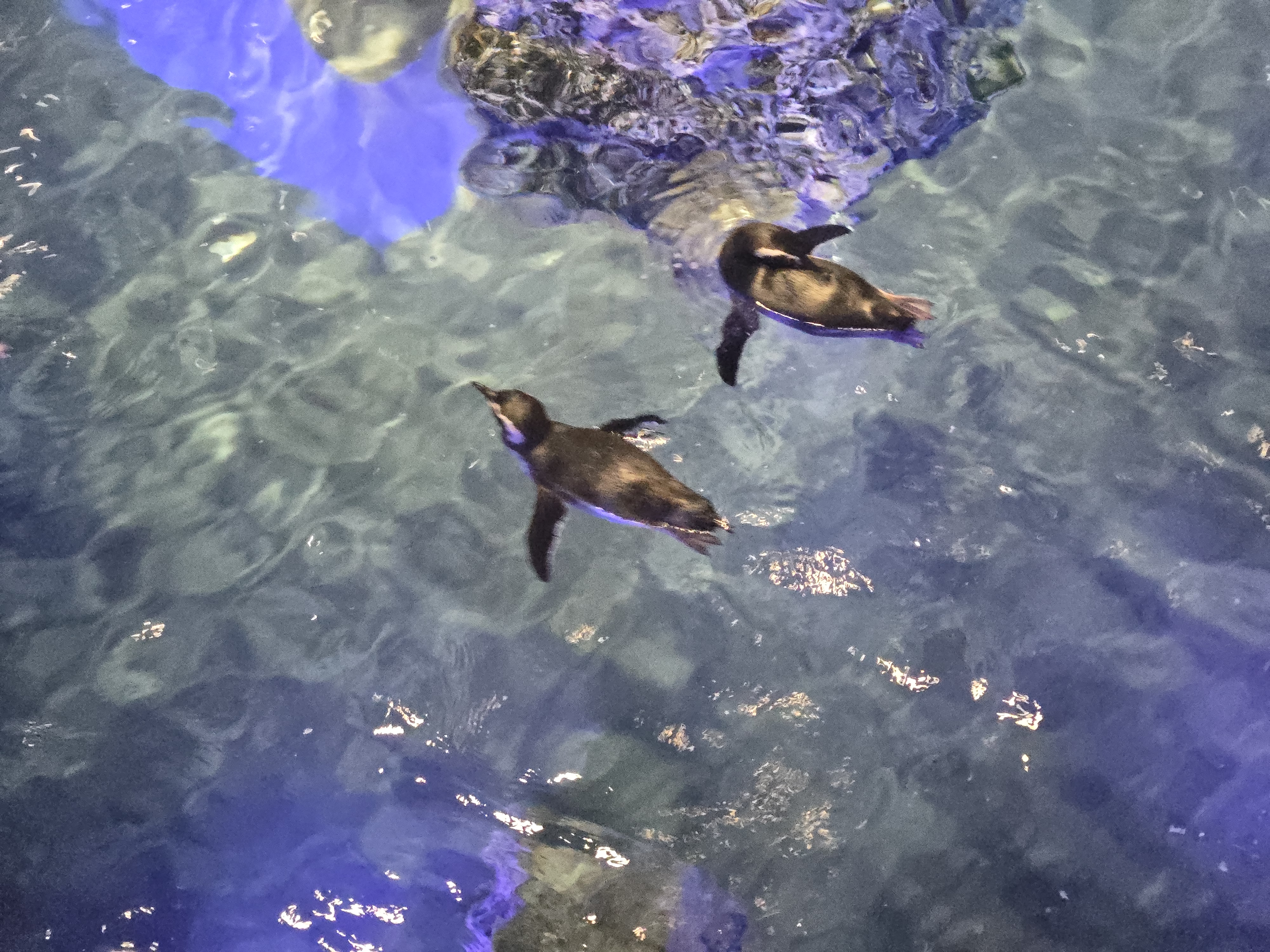 A photo of one of the sea creature exhibits in Sumida Aquarium.
