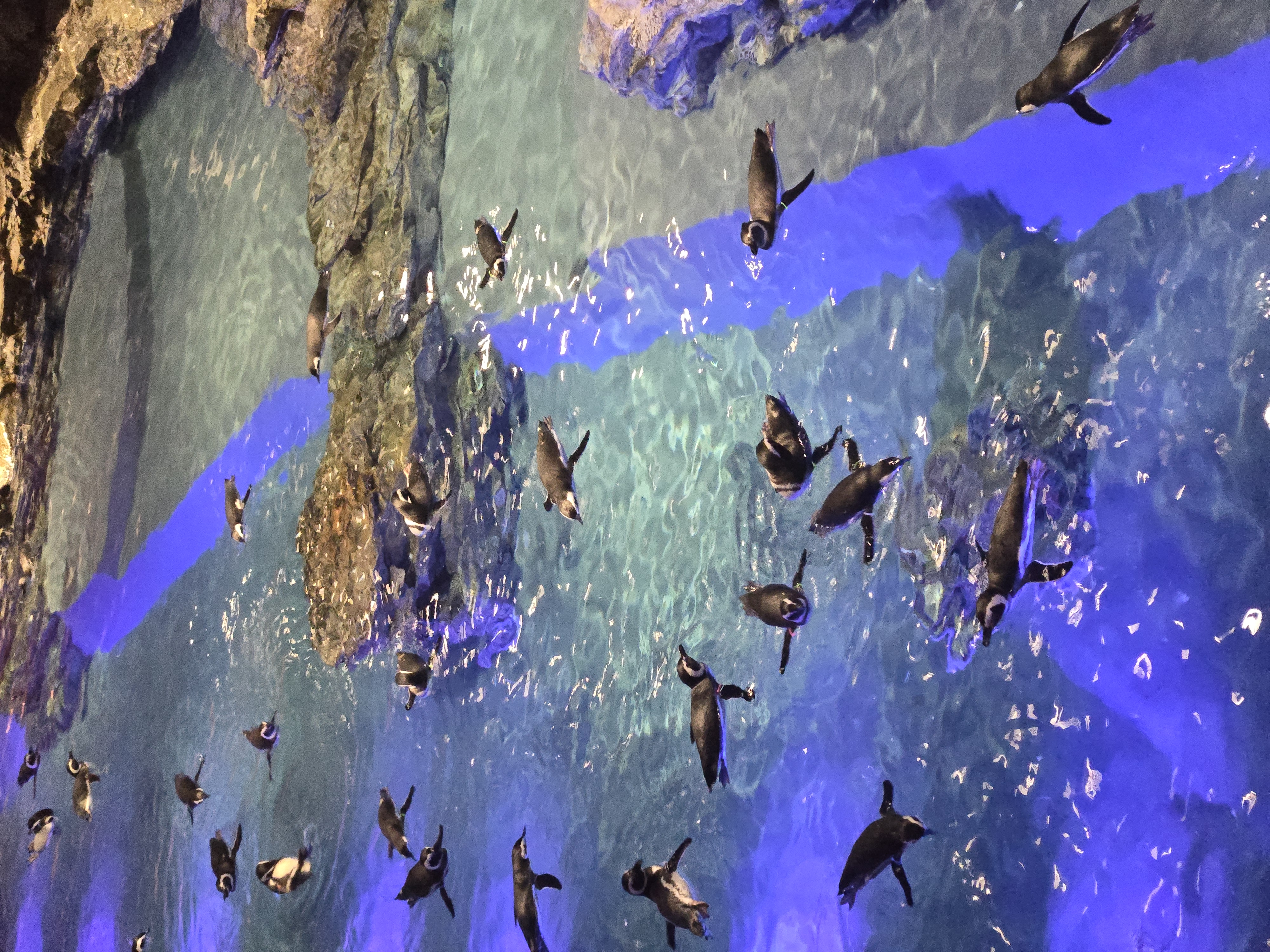 A photo of one of the sea creature exhibits in Sumida Aquarium.