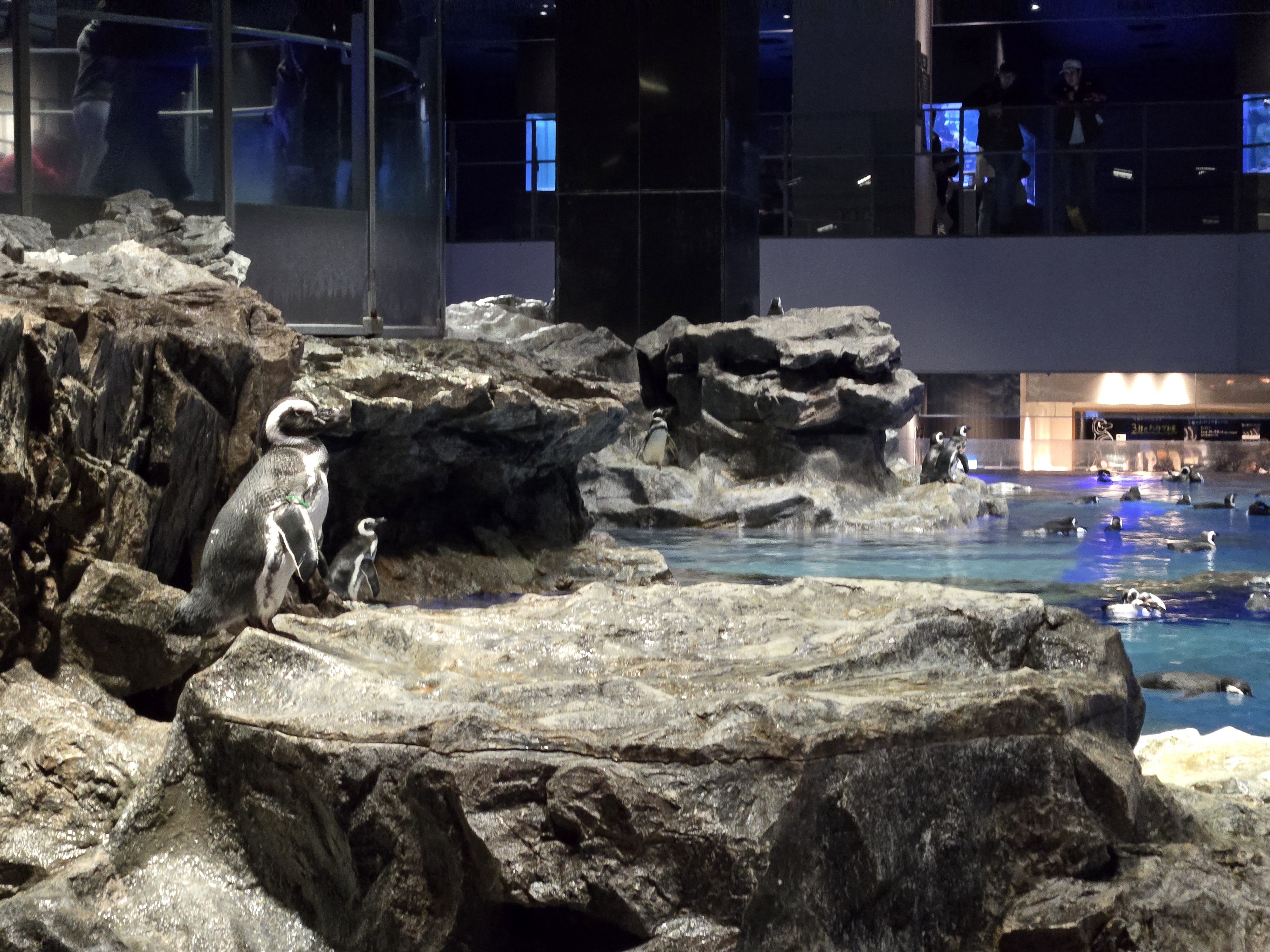 A photo of one of the sea creature exhibits in Sumida Aquarium.