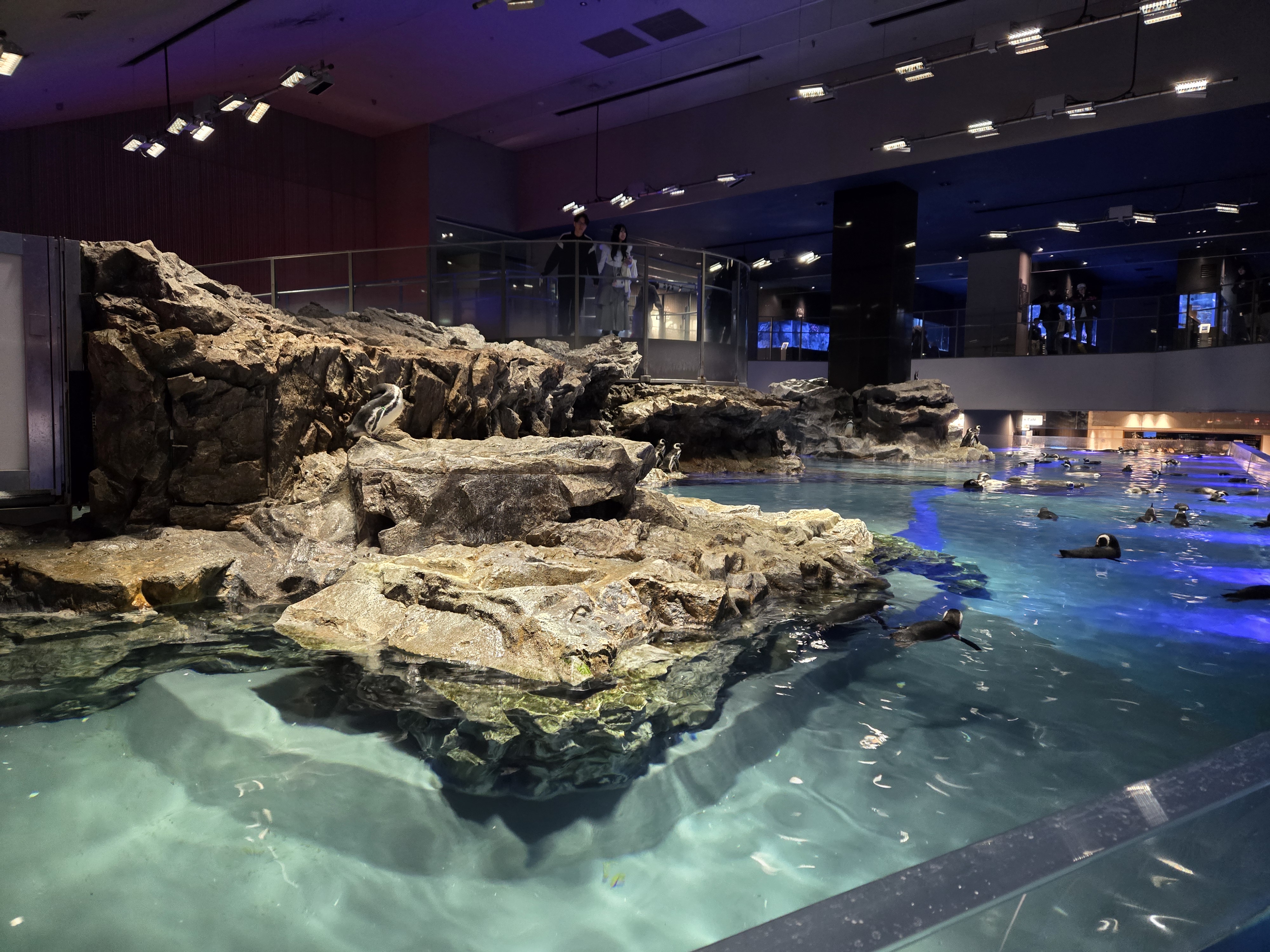 A photo of one of the sea creature exhibits in Sumida Aquarium.