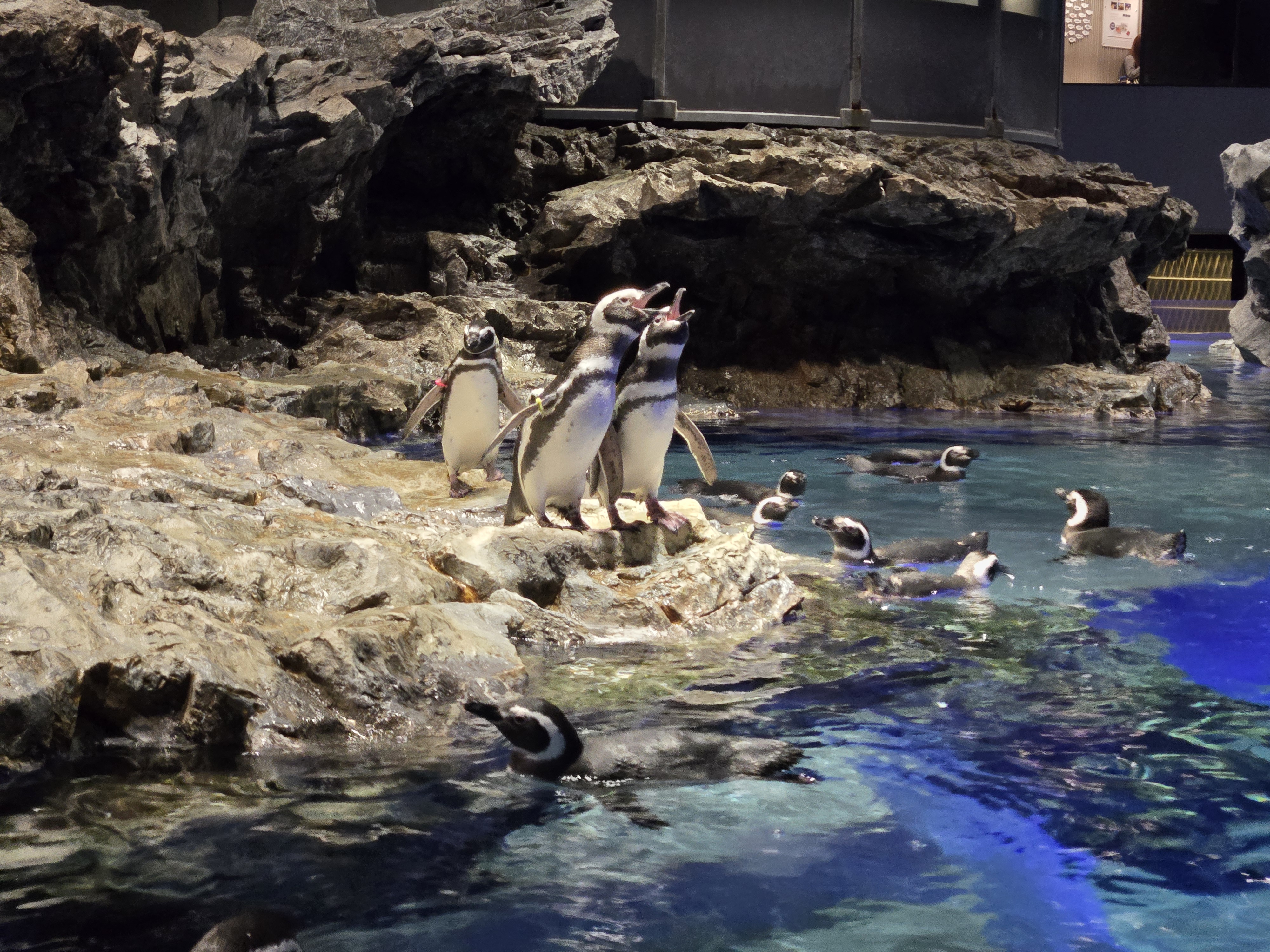 A photo of one of the sea creature exhibits in Sumida Aquarium.