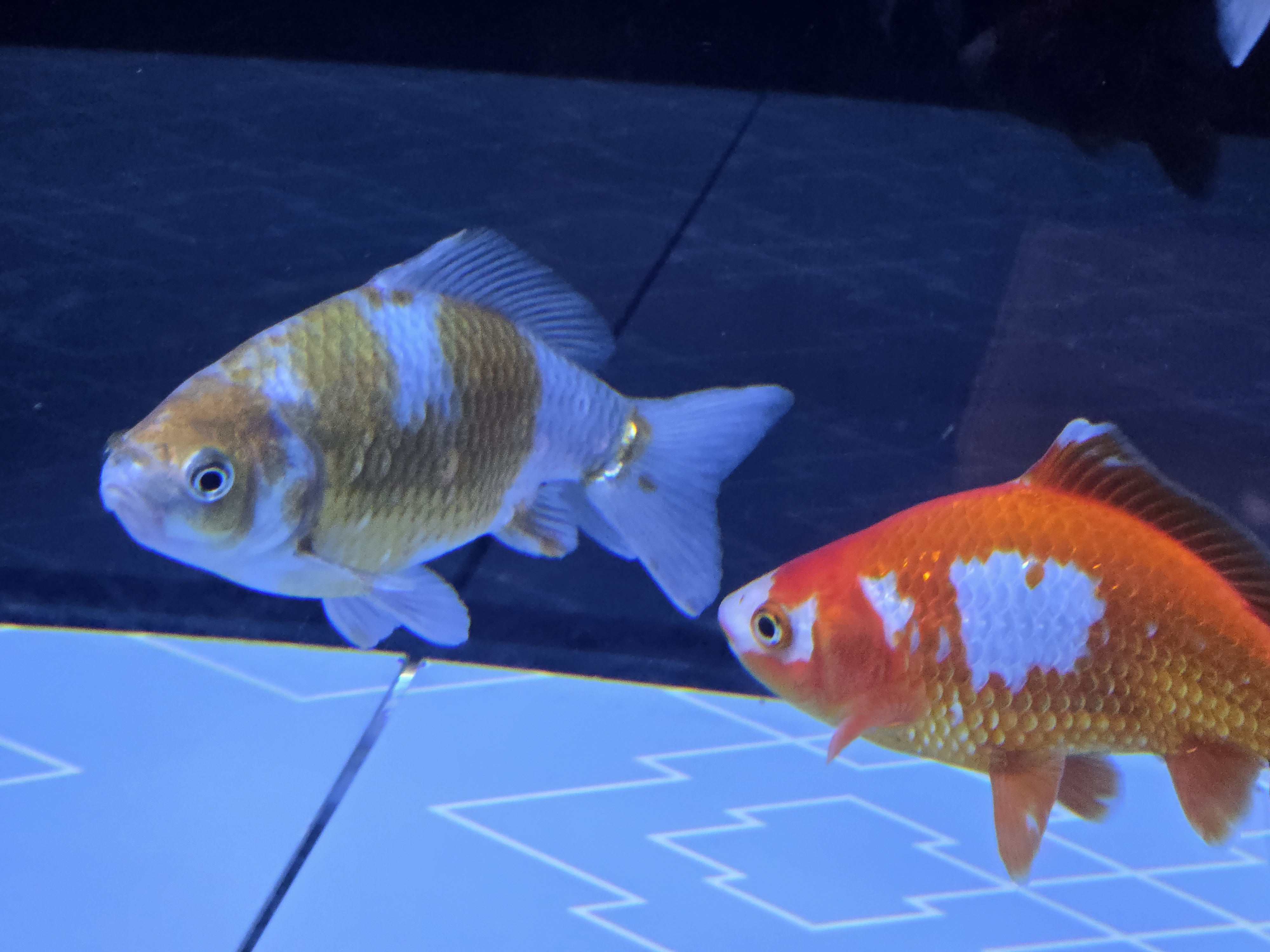 A photo of one of the sea creature exhibits in Sumida Aquarium.