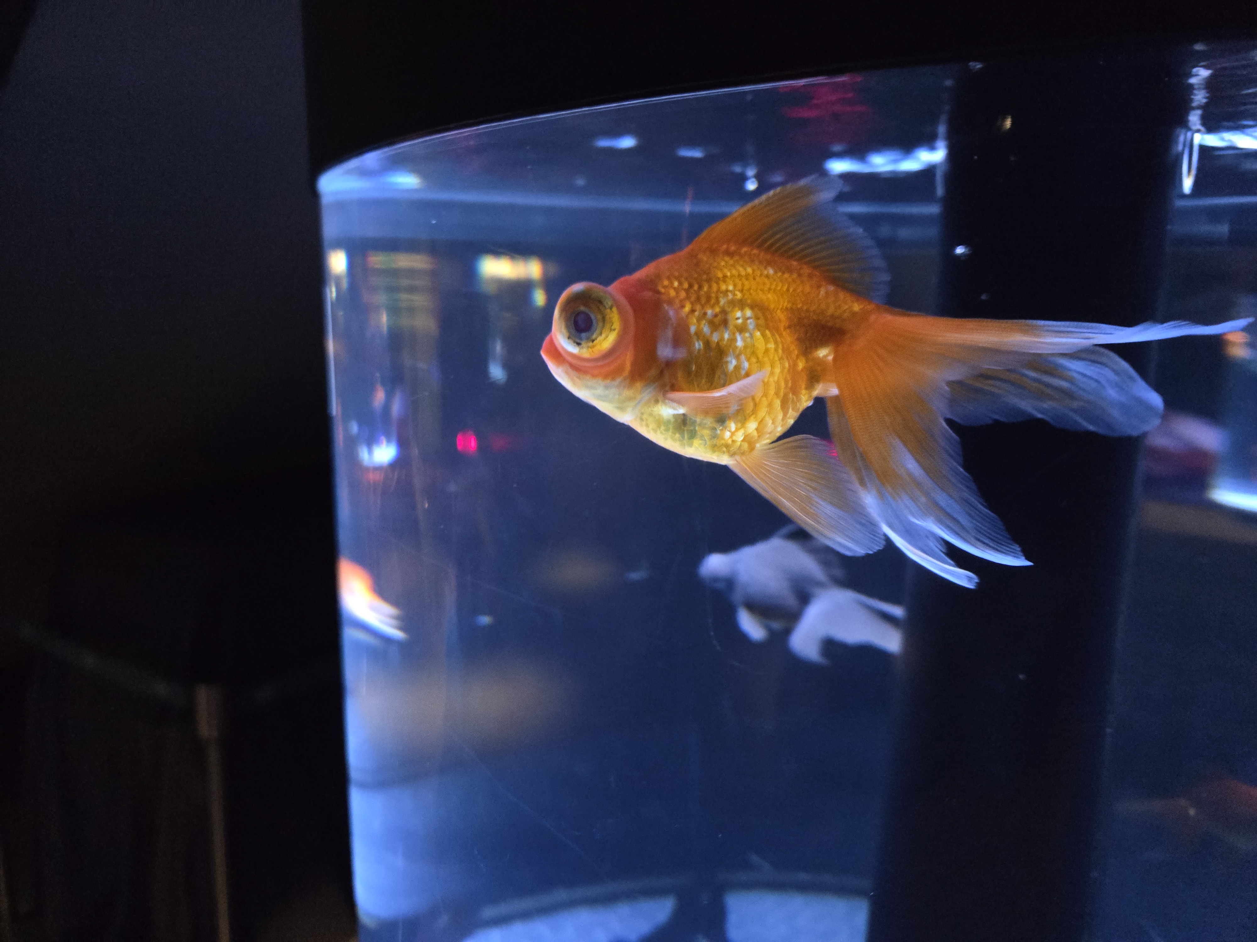 A photo of one of the sea creature exhibits in Sumida Aquarium.