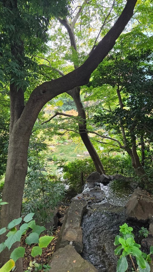 A photo of a waterfall's top, surrounded by lush greenery.