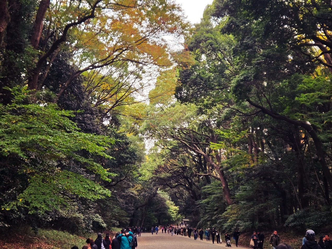 A photo of an asphalt road in a forest.